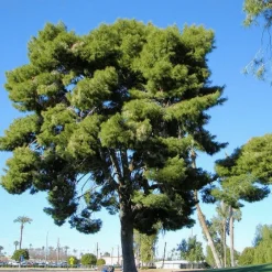 Pépinières Naudet Conifères | PÉPINIÈRES NAUDET - Pin d'alep (pinus halepensis) - godet - taille 13/25cm