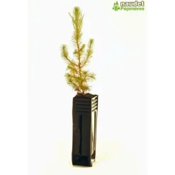 Pépinières Naudet Conifères | PÉPINIÈRES NAUDET - Pin d'alep (pinus halepensis) - godet - taille 13/25cm
