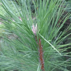 Pépinières Naudet PÉPINIÈRES NAUDET - Pin de salzmann (pinus nigra salzmanii) - godet - taille 13/25cm
