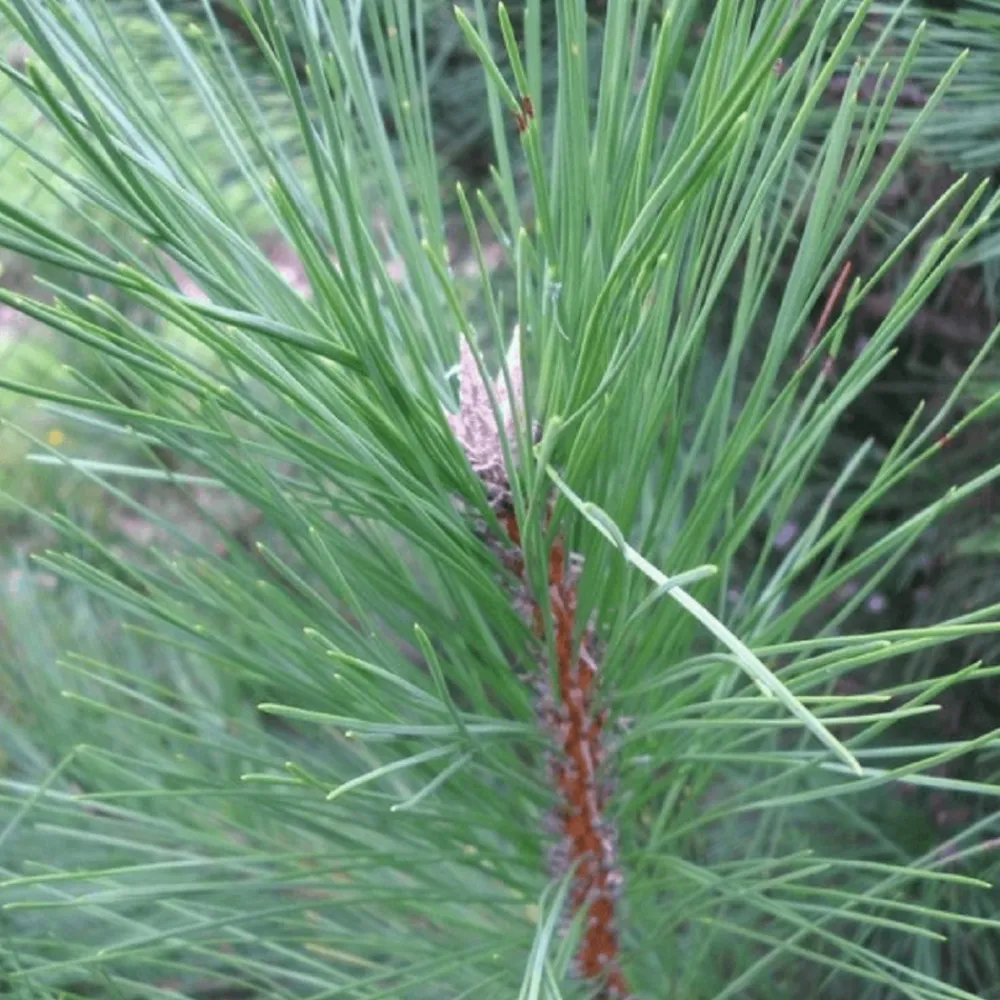 Pépinières Naudet PÉPINIÈRES NAUDET - Pin de salzmann (pinus nigra salzmanii) - godet - taille 13/25cm