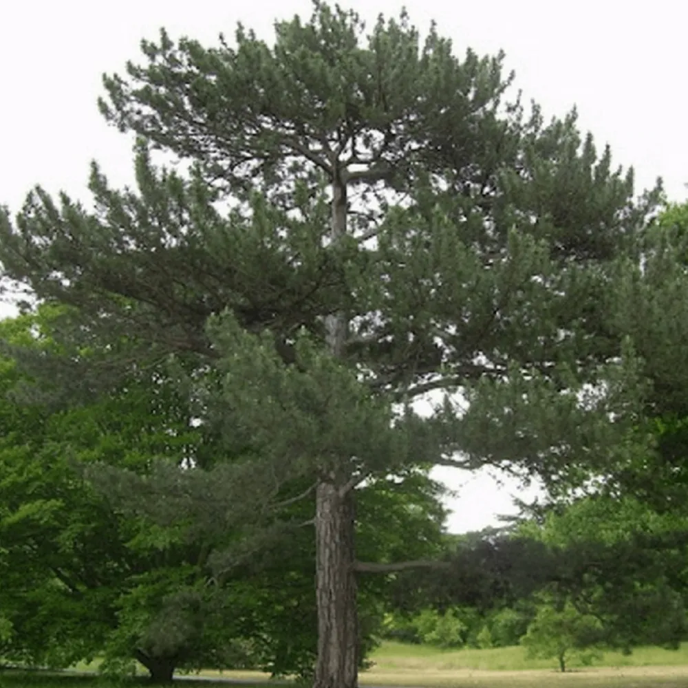 Pépinières Naudet PÉPINIÈRES NAUDET - Pin de salzmann (pinus nigra salzmanii) - godet - taille 13/25cm