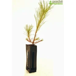 Pépinières Naudet PÉPINIÈRES NAUDET - Pin de salzmann (pinus nigra salzmanii) - godet - taille 13/25cm