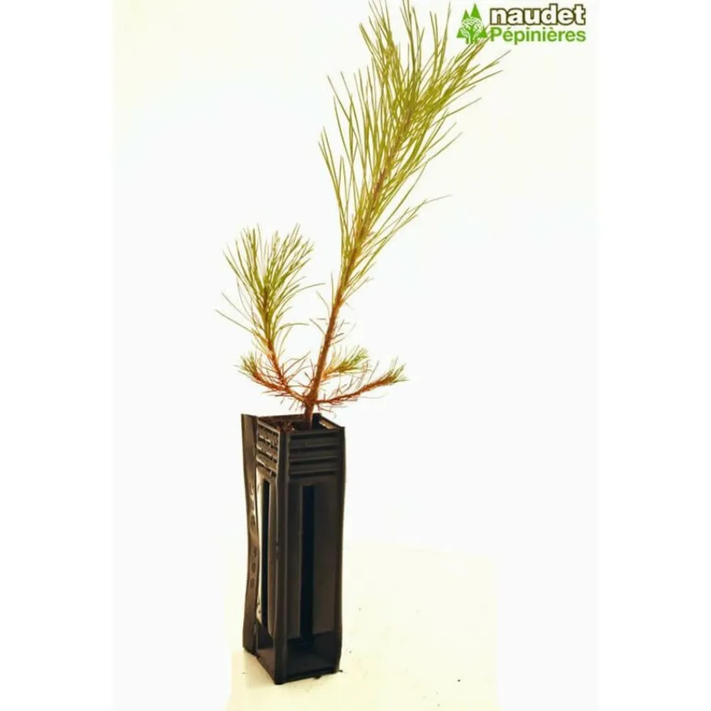 Pépinières Naudet PÉPINIÈRES NAUDET - Pin de salzmann (pinus nigra salzmanii) - godet - taille 13/25cm