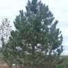 Pépinières Naudet Conifères | PÉPINIÈRES NAUDET - Pin laricio de calabre (pinus nigra calabrica) - godet - taille 20/40cm