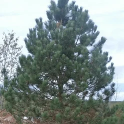 Pépinières Naudet Conifères | PÉPINIÈRES NAUDET - Pin laricio de calabre (pinus nigra calabrica) - godet - taille 20/40cm