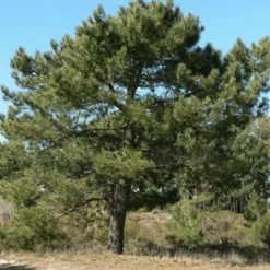 Pépinières Naudet Conifères | PÉPINIÈRES NAUDET - Pin maritime (pinus pinaster) - godet - taille 20/40cm