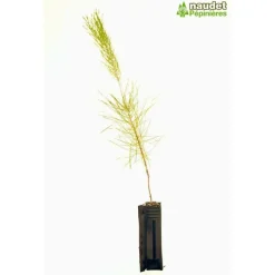 Pépinières Naudet Conifères | PÉPINIÈRES NAUDET - Pin maritime (pinus pinaster) - godet - taille 20/40cm