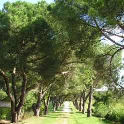 Pépinières Naudet Conifères | PÉPINIÈRES NAUDET - Pin pignon - pin parasol (pinus pinea) - godet - taille 13/25cm