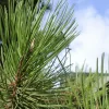 Pépinières Naudet PÉPINIÈRES NAUDET - Pin sylvestre (pinus sylvestris) - godet - taille 13/25cm New