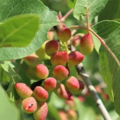 Pépinières Naudet Plantes Méditerranéennes | PÉPINIÈRES NAUDET - Pistachier térébinthe (pistacia terebinthus)