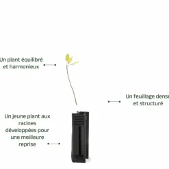 Pépinières Naudet Plantes Méditerranéennes | PÉPINIÈRES NAUDET - Pistachier térébinthe (pistacia terebinthus)