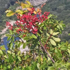 Pépinières Naudet Plantes Méditerranéennes | PÉPINIÈRES NAUDET - Pistachier térébinthe (pistacia terebinthus)