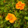 Pépinières Naudet Arbres Et Arbustes | PÉPINIÈRES NAUDET - Potentille arbustive 'hopley's orange' (potentilla fruticosa 'hopley's orange')