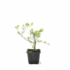 Pépinières Naudet Arbres Et Arbustes | PÉPINIÈRES NAUDET - Potentille arbustive 'hopley's orange' (potentilla fruticosa 'hopley's orange')
