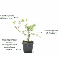 Pépinières Naudet Arbres Et Arbustes | PÉPINIÈRES NAUDET - Potentille arbustive 'hopley's orange' (potentilla fruticosa 'hopley's orange')