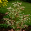 Pépinières Naudet Plantes De Terre De Bruyère | PÉPINIÈRES NAUDET - Érable du japon 'butterfly' (acer palmatum 'butterfly')