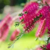 Pépinières Naudet PÉPINIÈRES NAUDET - Rince bouteille (callistemon x laevis) Online