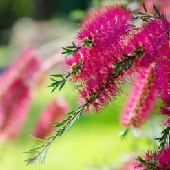 Pépinières Naudet PÉPINIÈRES NAUDET - Rince bouteille (callistemon x laevis) Online