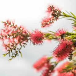 Pépinières Naudet PÉPINIÈRES NAUDET - Rince bouteille (callistemon x laevis) Online