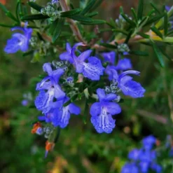 Pépinières Naudet PÉPINIÈRES NAUDET - Romarin commun de corse (rosmarinus officinalis 'corsican blue')