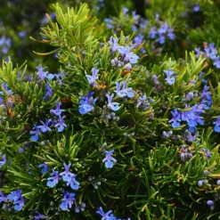 Pépinières Naudet PÉPINIÈRES NAUDET - Romarin commun de corse (rosmarinus officinalis 'corsican blue')