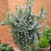 Pépinières Naudet Plants De Légumes Et Aromatiques | PÉPINIÈRES NAUDET - Romarin couvre-sol (rosmarinus officinalis 'prostratus')