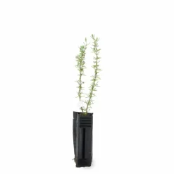 Pépinières Naudet Plants De Légumes Et Aromatiques | PÉPINIÈRES NAUDET - Romarin couvre-sol (rosmarinus officinalis 'prostratus')