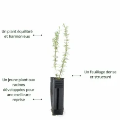 Pépinières Naudet Plants De Légumes Et Aromatiques | PÉPINIÈRES NAUDET - Romarin couvre-sol (rosmarinus officinalis 'prostratus')