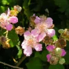 Pépinières Naudet PÉPINIÈRES NAUDET - Ronce commune sans épine (rubus fruticosus inermis)