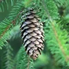 Pépinières Naudet PÉPINIÈRES NAUDET - Sapin de céphalonie (abies 'cephalonica') - godet - taille 10/15cm Discount