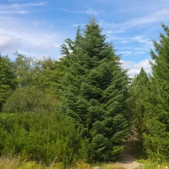 Pépinières Naudet PÉPINIÈRES NAUDET - Sapin de céphalonie (abies 'cephalonica') - godet - taille 10/15cm Discount