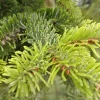Pépinières Naudet PÉPINIÈRES NAUDET - Sapin de nordmann (abies nordmanniana) - godet - taille 13/25cm Discount