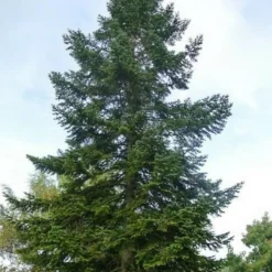 Pépinières Naudet PÉPINIÈRES NAUDET - Sapin de nordmann (abies nordmanniana) - godet - taille 13/25cm Discount