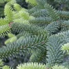 Pépinières Naudet PÉPINIÈRES NAUDET - Sapin d'espagne (abies pinsapo) - godet - taille 13/25cm Outlet