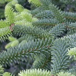 Pépinières Naudet PÉPINIÈRES NAUDET - Sapin d'espagne (abies pinsapo) - godet - taille 13/25cm Outlet