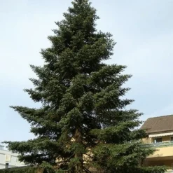 Pépinières Naudet PÉPINIÈRES NAUDET - Sapin d'espagne (abies pinsapo) - godet - taille 13/25cm Outlet