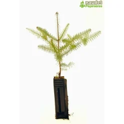 Pépinières Naudet PÉPINIÈRES NAUDET - Sapin d'espagne (abies pinsapo) - godet - taille 13/25cm Outlet