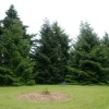 Pépinières Naudet PÉPINIÈRES NAUDET - Sapin de turquie (abies bornmuelleriana) - godet - taille 15/30cm Online
