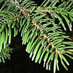 Pépinières Naudet PÉPINIÈRES NAUDET - Sapin de turquie (abies bornmuelleriana) - godet - taille 15/30cm Online
