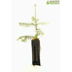 Pépinières Naudet PÉPINIÈRES NAUDET - Sapin de turquie (abies bornmuelleriana) - godet - taille 15/30cm Online