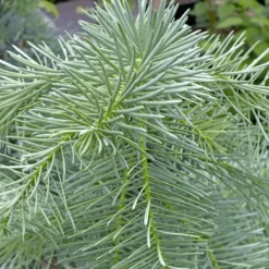 Pépinières Naudet PÉPINIÈRES NAUDET - Sapin du colorado (abies concolor) - godet - taille 10cm Clearance
