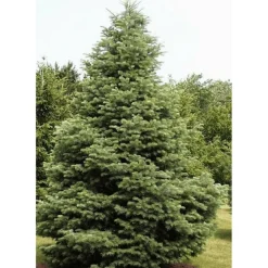 Pépinières Naudet PÉPINIÈRES NAUDET - Sapin du colorado (abies concolor) - godet - taille 10cm Clearance
