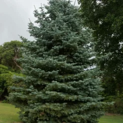 Pépinières Naudet PÉPINIÈRES NAUDET - Sapin du colorado (abies concolor) - godet - taille 10cm Clearance