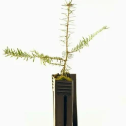 Pépinières Naudet PÉPINIÈRES NAUDET - Sapin pectiné (abies alba) - godet - taille 13/25cm New
