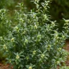 Pépinières Naudet PÉPINIÈRES NAUDET - Sarcocoque à feuille de ruscus 'dragon gate' (sarcococca ruscifolia 'dragon gate') Best