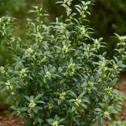 Pépinières Naudet PÉPINIÈRES NAUDET - Sarcocoque à feuille de ruscus 'dragon gate' (sarcococca ruscifolia 'dragon gate') Best