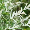 Pépinières Naudet PÉPINIÈRES NAUDET - Saule crevette 'hakuro-nishiki' (salix integra 'hakuro-nishiki') Online