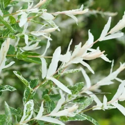 Pépinières Naudet PÉPINIÈRES NAUDET - Saule crevette 'hakuro-nishiki' (salix integra 'hakuro-nishiki') Online