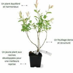 Pépinières Naudet PÉPINIÈRES NAUDET - Saule crevette 'hakuro-nishiki' (salix integra 'hakuro-nishiki') Online