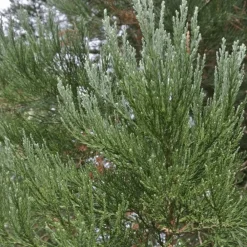 Pépinières Naudet Conifères | PÉPINIÈRES NAUDET - Séquoia géant (sequoiadendron gigantea) - godet - taille 10cm